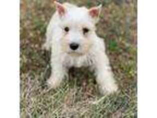 Mutt Puppy for sale in Neodesha, KS, USA