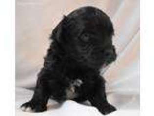 Russian Tsvetnaya Bolonka Puppy for sale in Newport, PA, USA