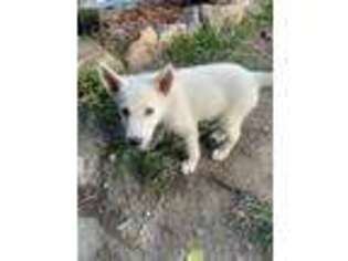 Siberian Husky Puppy for sale in Newburgh, NY, USA