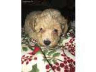 Cavapoo Puppy for sale in Cottageville, SC, USA