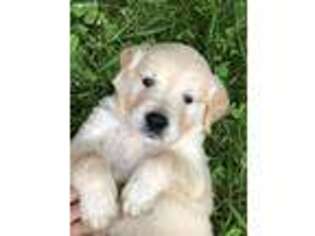 Mutt Puppy for sale in Morgantown, IN, USA