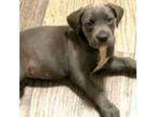 Cane Corso Puppy for sale in Winston Salem, NC, USA