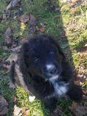 Mutt Puppy for sale in Mineral Point, PA, USA