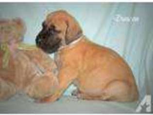 Great Dane Puppy for sale in CAMDENTON, MO, USA