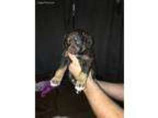 Mutt Puppy for sale in Estelline, SD, USA
