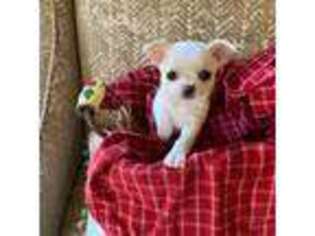 Chihuahua Puppy for sale in Hampton, NH, USA