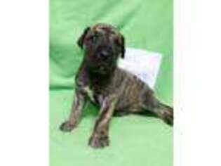 Great Dane Puppy for sale in Greenbrier, AR, USA