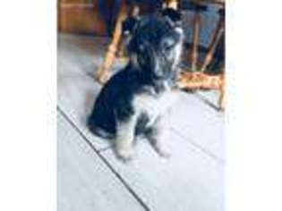 German Shepherd Dog Puppy for sale in Haven, KS, USA