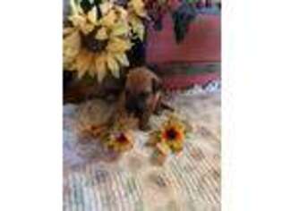 Rhodesian Ridgeback Puppy for sale in Scottsdale, AZ, USA