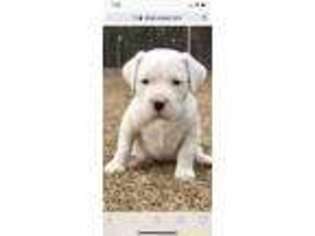 Dogo Argentino Puppy for sale in Jacksonville, FL, USA