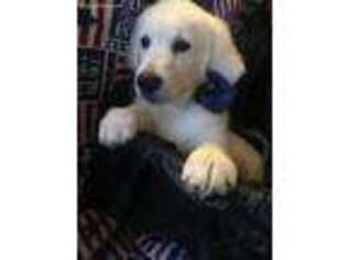 Golden Retriever Puppy for sale in New Hartford, NY, USA