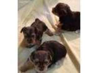 Yorkshire Terrier Puppy for sale in Lonoke, AR, USA
