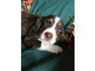 English Springer Spaniel Puppy for sale in West Plains, MO, USA