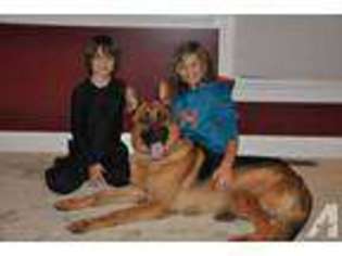 German Shepherd Dog Puppy for sale in ROANOKE, VA, USA