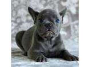 French Bulldog Puppy for sale in West Milton, OH, USA