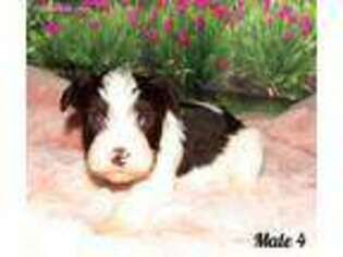 Mutt Puppy for sale in Keokee, VA, USA