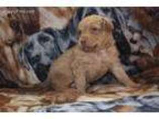 Chesapeake Bay Retriever Puppy for sale in Winona, MN, USA