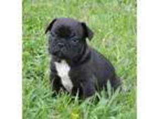 French Bulldog Puppy for sale in Bloomingdale, OH, USA