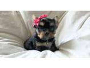 Yorkshire Terrier Puppy for sale in Dallas, NC, USA