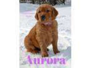 Golden Retriever Puppy for sale in Tracy, MN, USA