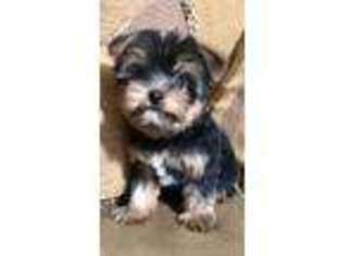 Yorkshire Terrier Puppy for sale in Sevierville, TN, USA