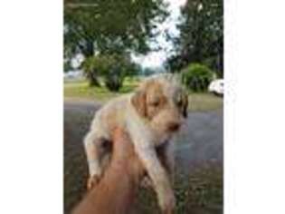Labradoodle Puppy for sale in Cumberland, VA, USA