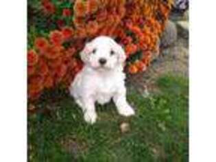 Maltese Puppy for sale in Daly City, CA, USA
