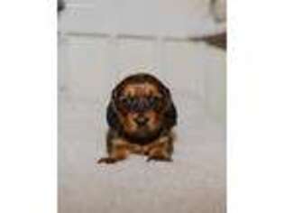 Dachshund Puppy for sale in Stockton, MO, USA