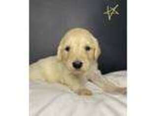 Goldendoodle Puppy for sale in Champaign, IL, USA