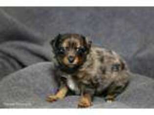Miniature Australian Shepherd Puppy for sale in Medon, TN, USA