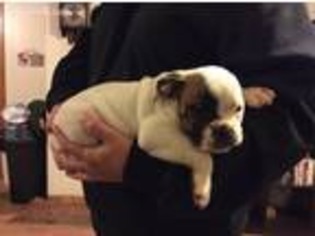 Olde English Bulldogge Puppy for sale in Greensburg, KY, USA