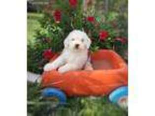 Goldendoodle Puppy for sale in Boyd, WI, USA