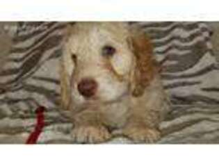Labradoodle Puppy for sale in Cumming, GA, USA