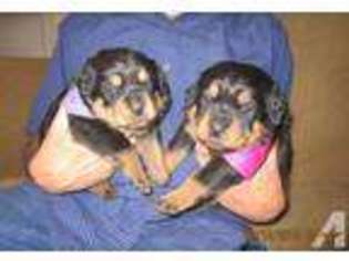 Rottweiler Puppy for sale in MINEOLA, TX, USA