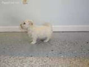 Havanese Puppy for sale in Free Union, VA, USA