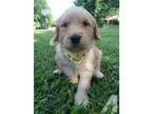 Goldendoodle Puppy for sale in FORT SMITH, AR, USA