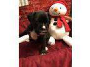 Boxer Puppy for sale in Midland, SD, USA