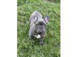 French Bulldog Puppy for sale in Mullins, SC, USA