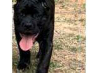 Mastiff Puppy for sale in Douglasville, GA, USA