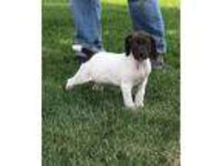 German Shorthaired Pointer Puppy for sale in Coldwater, OH, USA