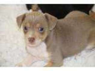 Rat Terrier Puppy for sale in Oskaloosa, KS, USA