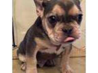 French Bulldog Puppy for sale in Belmont, NH, USA