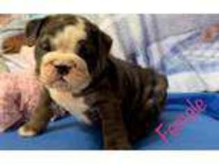 Bulldog Puppy for sale in Natalia, TX, USA