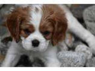 Cavalier King Charles Spaniel Puppy for sale in Parkesburg, PA, USA