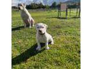 Dogo Argentino Puppy for sale in Ojai, CA, USA