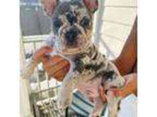French Bulldog Puppy for sale in Panama City Beach, FL, USA