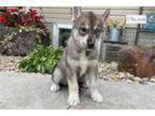 Siberian Husky Puppy for sale in Evansville, IN, USA