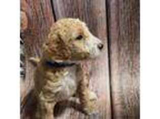 Goldendoodle Puppy for sale in Summerfield, FL, USA