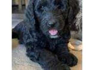 Labradoodle Puppy for sale in Kalona, IA, USA