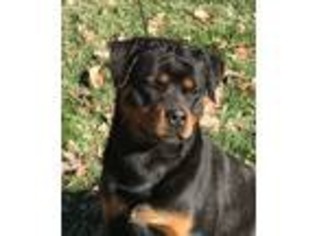 Rottweiler Puppy for sale in Chattanooga, TN, USA